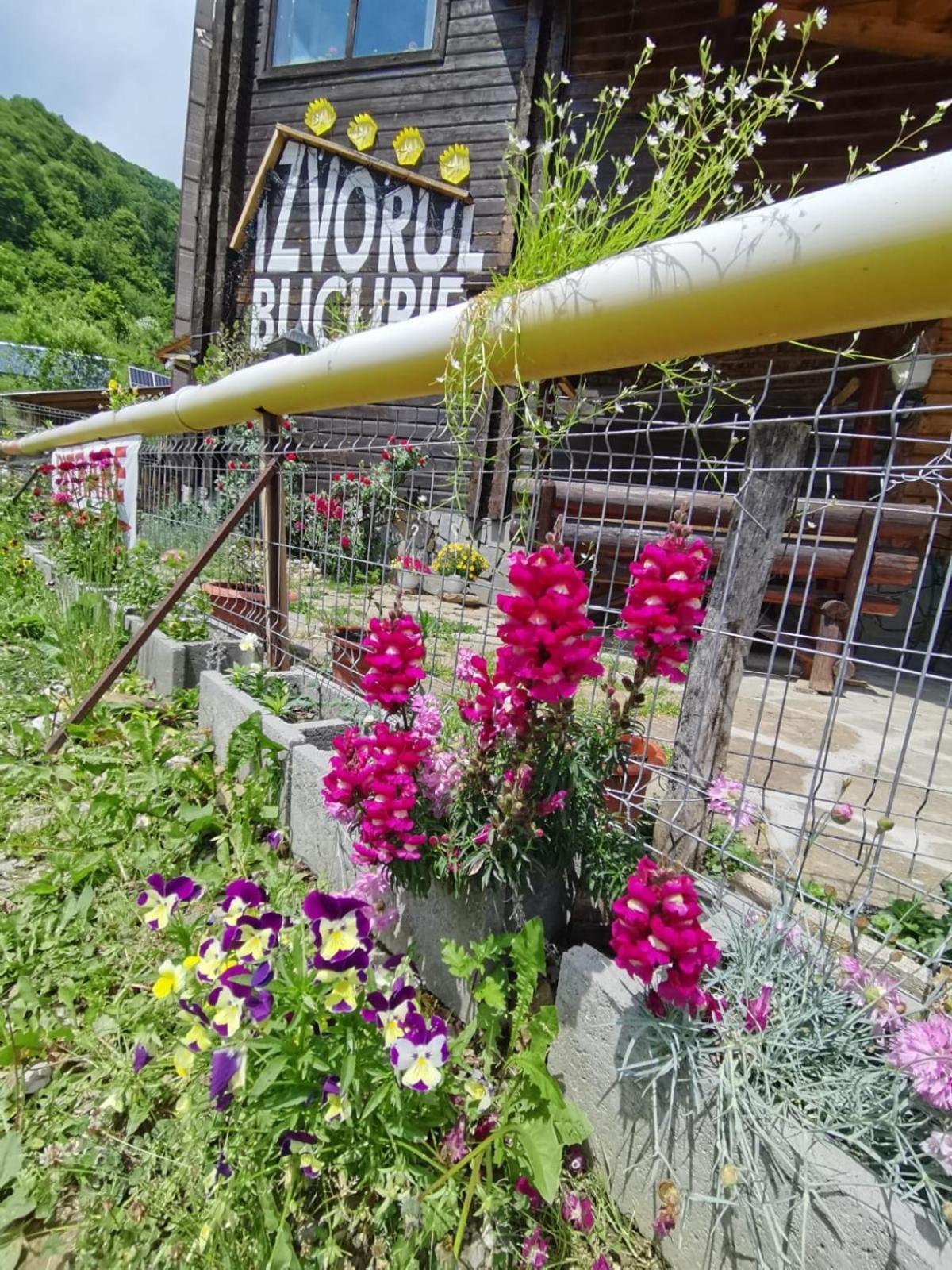 Pensiunea Izvorul Bucuriei Guest house